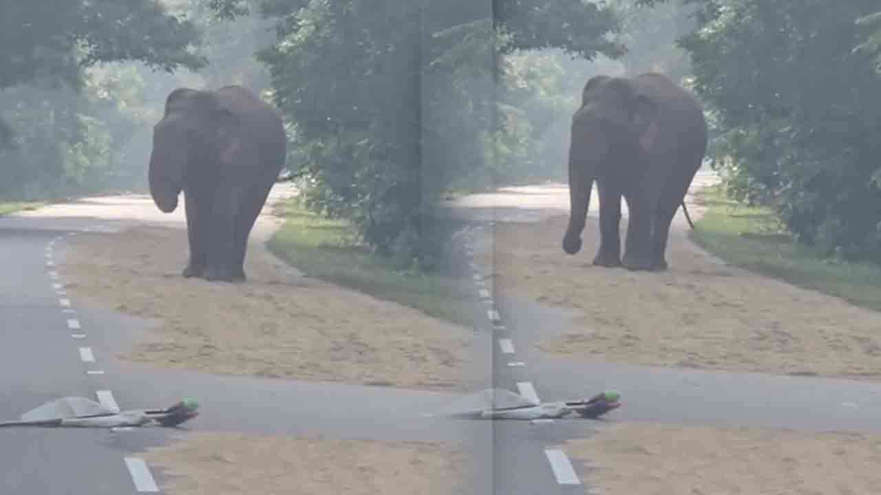 முல்லைத்தீவில் வீதியில் உலர வைத்த நெல்லை தின்று தீர்த்த காட்டு யானை