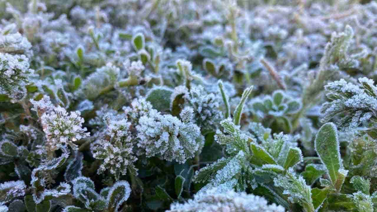 நுவரெலியாவில் வரலாறு காணாத அளவிற்கு பொழியும் துகள் உறைபனி