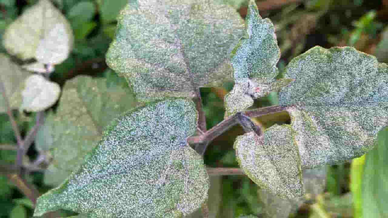 நுவரெலியாவில் அதிகாலையில் துகள் உறைபனி பொழிவு!