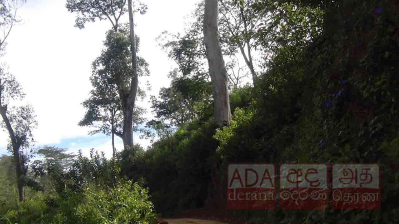 லிந்துலை, டில்கூல்றி தோட்டத்தில் ஆபத்தான மரங்கள்!