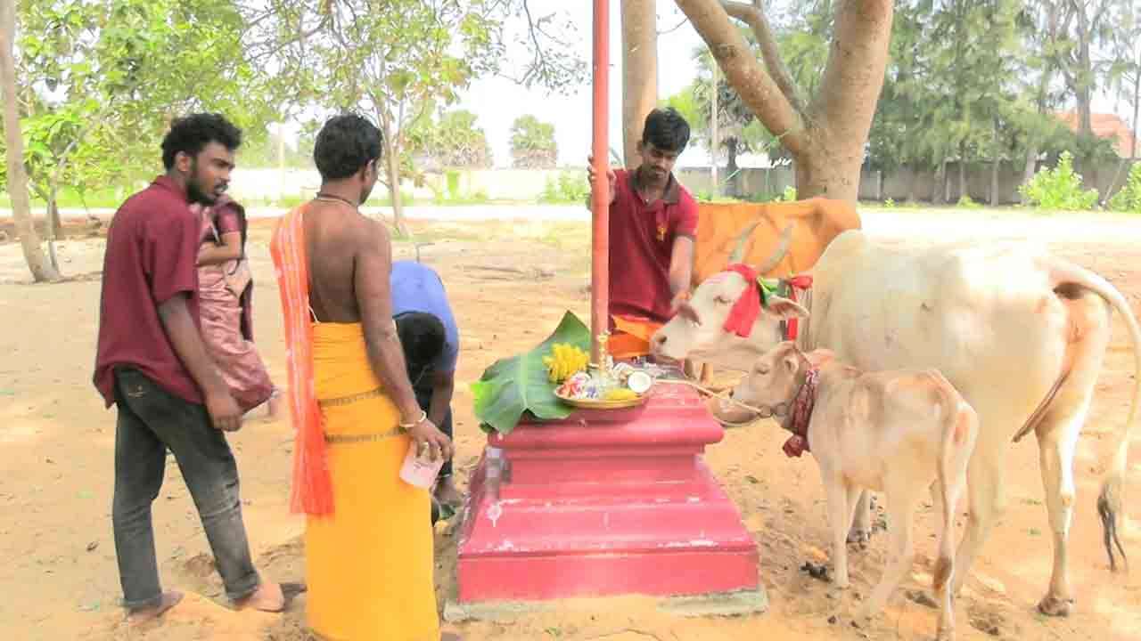 பட்டிப்பொங்கல் 