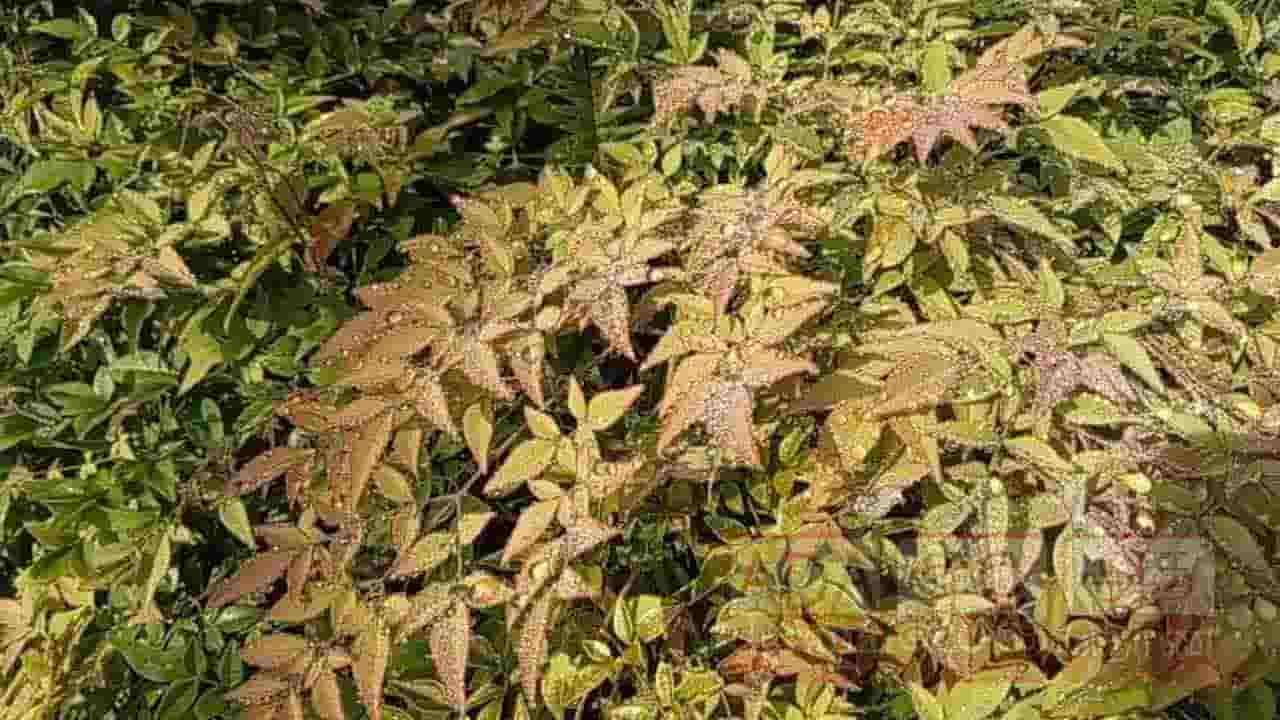 நுவரெலியாவை அலங்கரித்த பனிப்பொழிவு! 