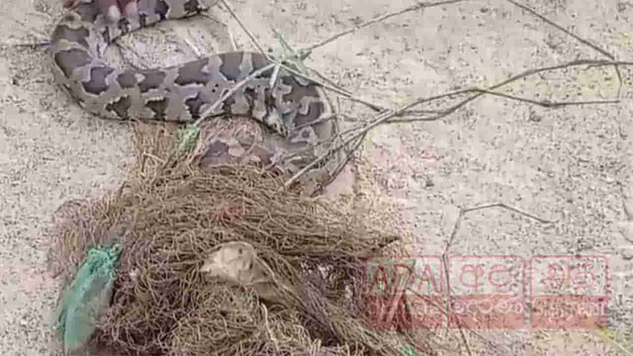 போப்பிட்டி பிரதேசத்தில் பிடிக்கப்பட்ட மலைப்பாம்பு 