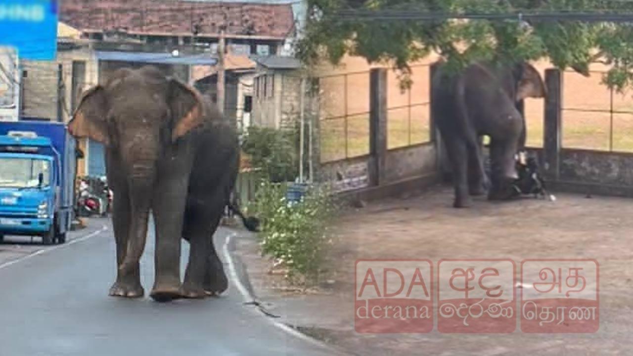 மட்டு. காட்டுயானை தாக்கியதில் ஒருவர் உயிரிழப்பு