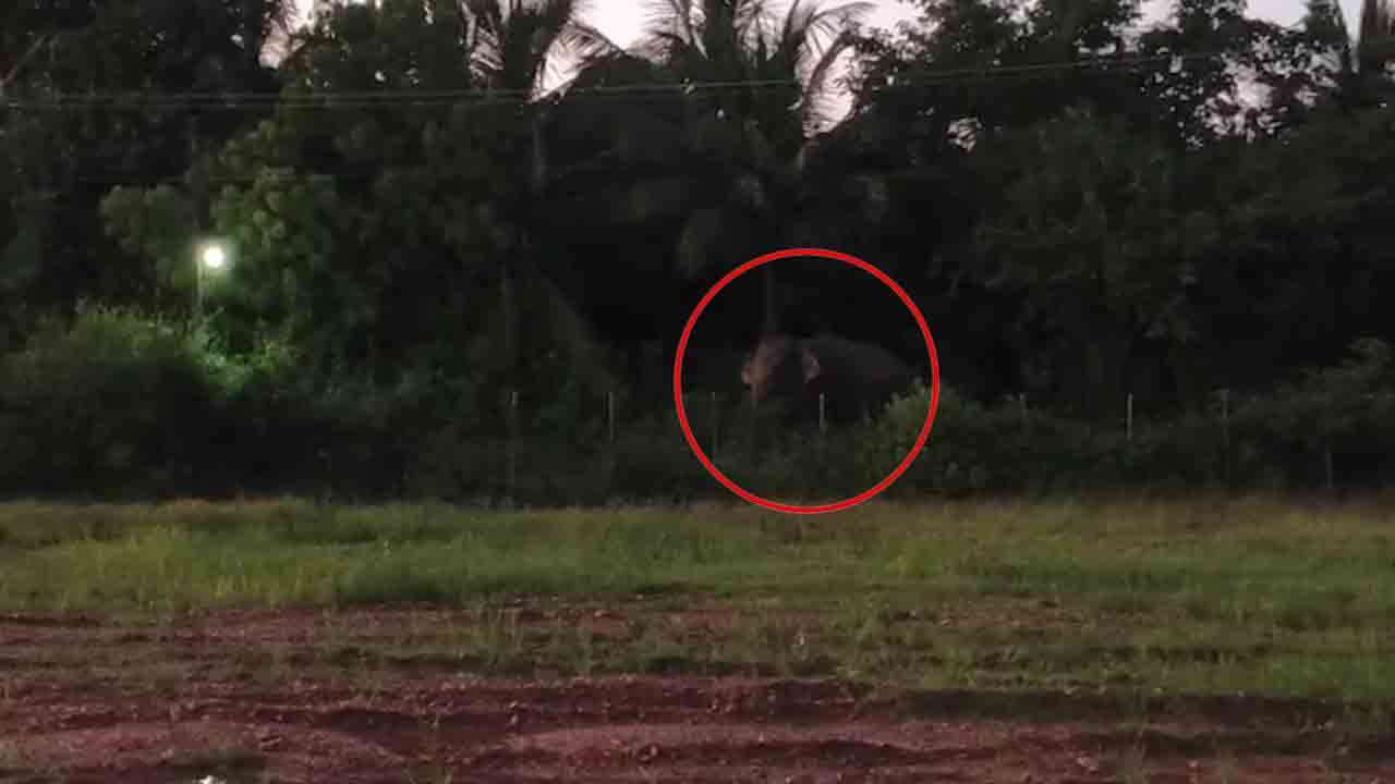 அச்சுறுத்திய யானை காட்டுக்குள் விரட்டப்பட்டது