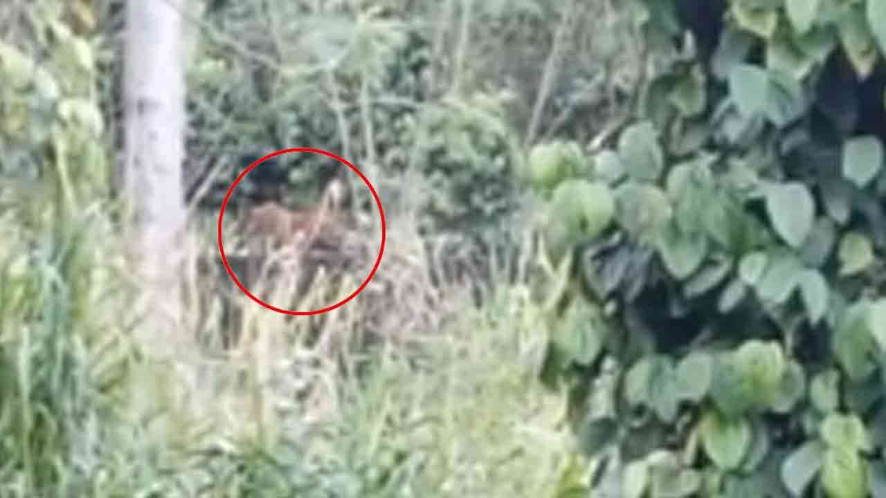 கண்டியில்​ சிறுத்தை நடமாட்டம் - பீதியில் மக்கள்