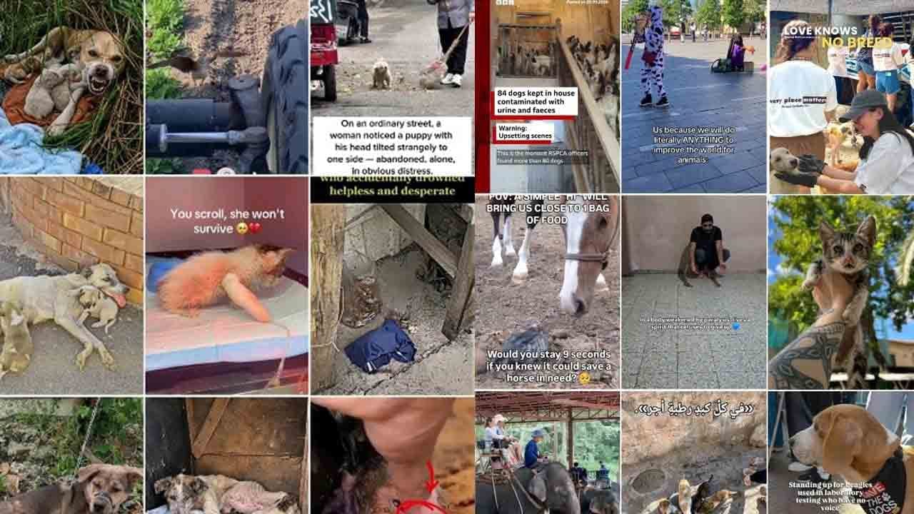 #PetTok முதல் #AnimalRescue வரை: விலங்குகளைப் பாதுகாக்க வழிகாட்டும் TikTok