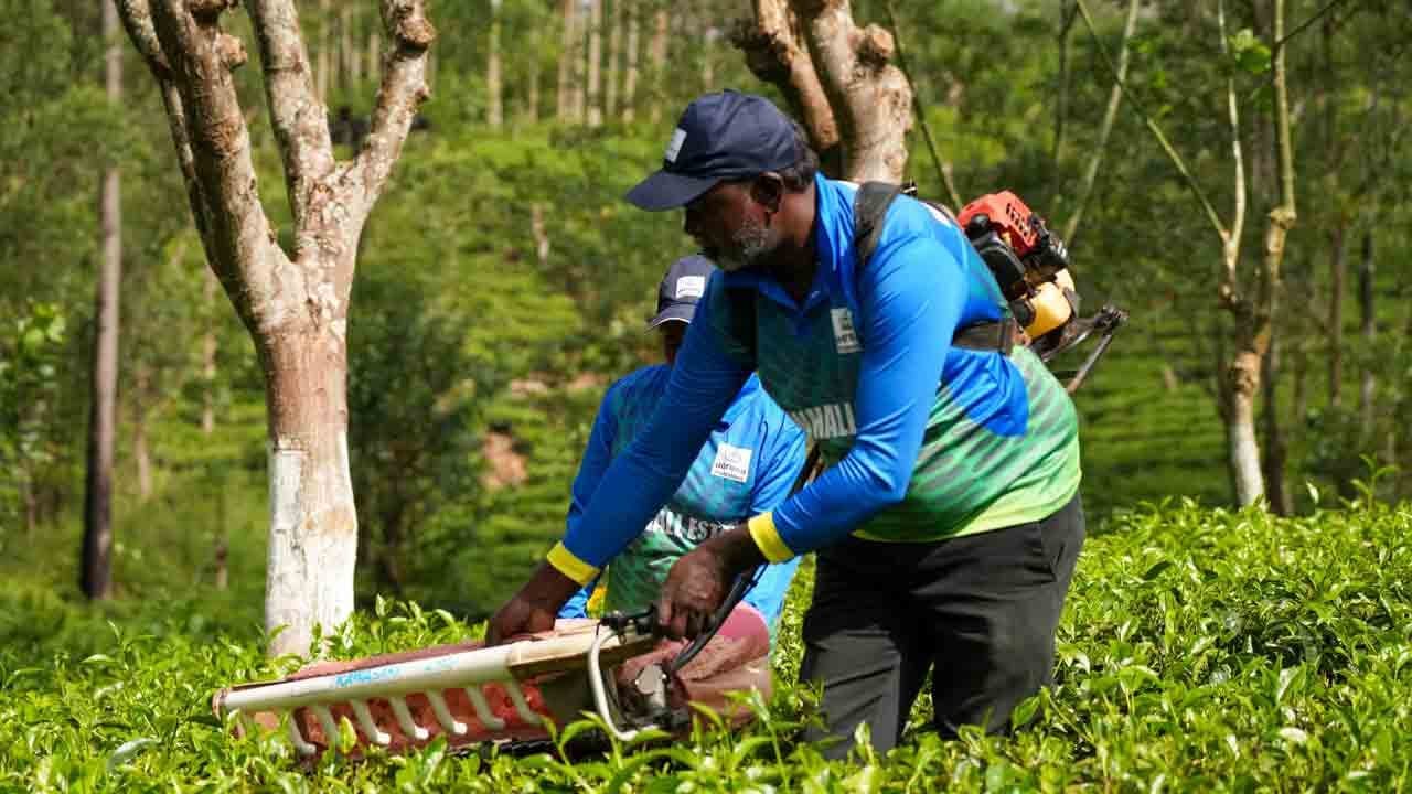 தொழிலாளர் தட்டுப்பாடு காரணமாக இயந்திரங்கள், தரவுகள் மற்றும் புதிய ரக தொழிலாளர்களை நோக்கி நகரும் பெருந்தோட்ட நிறுவனங்கள்