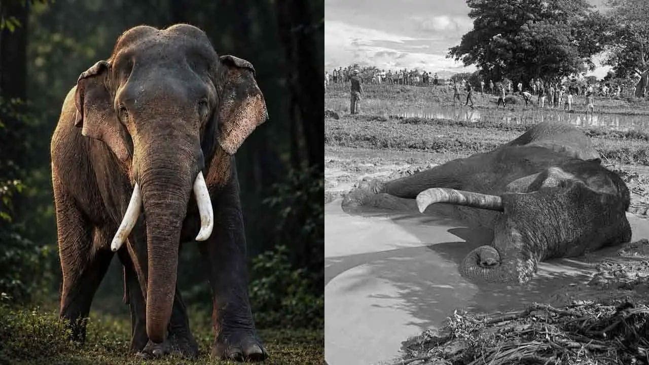காவந்திஸ்ஸ யானையின் மரணத்தில் சந்தேகம்