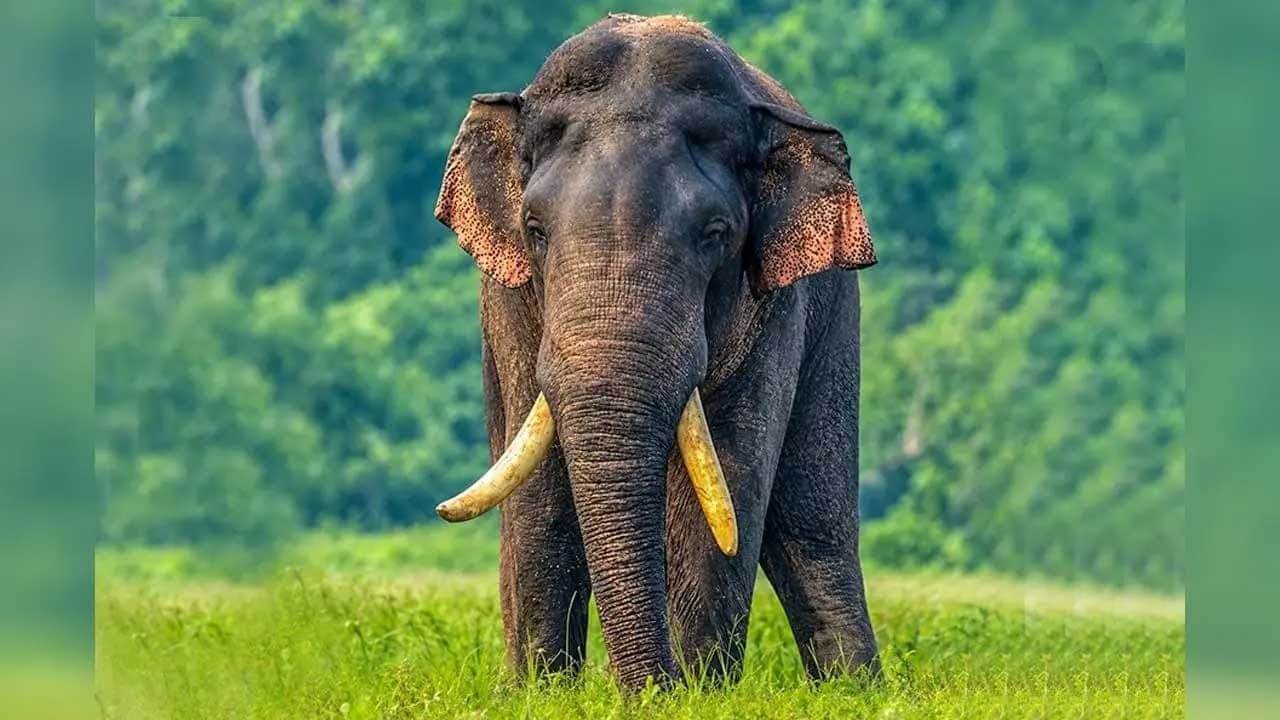 அக்போ யானையை தேடும் பணி தொடர்கிறது