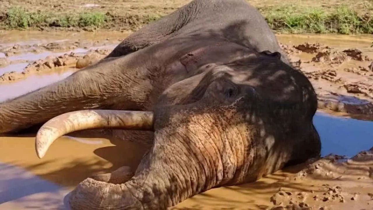 காவன்திஸ்ஸ யானை மீது துப்பாக்கிச் சூடு - மேலும் 5 பேர் கைது!