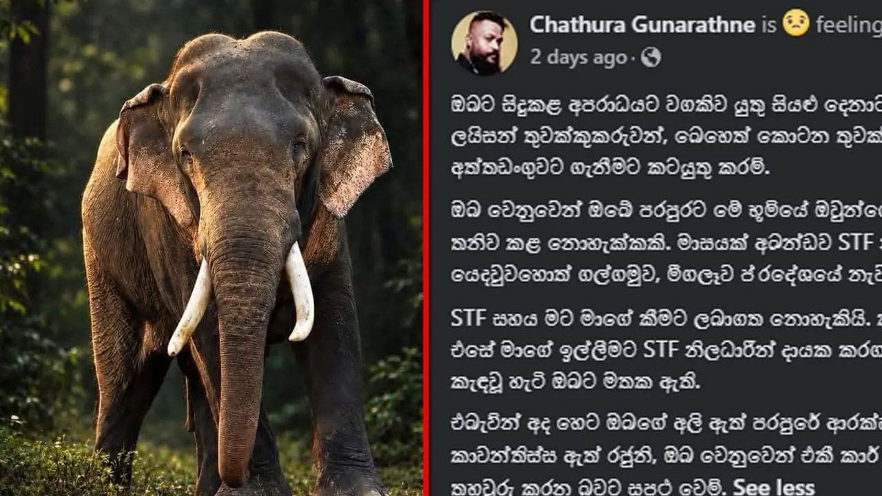 காவன்திஸ்ஸ யானை தொடர்பில் வனவிலங்கு அதிகாரியின் உருக்கமான பதிவு