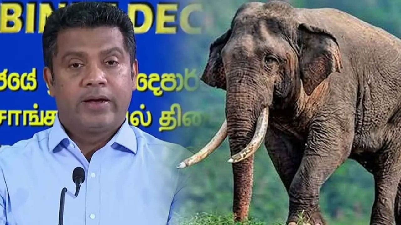 காவந்திஸ்ஸ யானையின் மரணம் குறித்த விசாரணைகள் தீவிரம் 