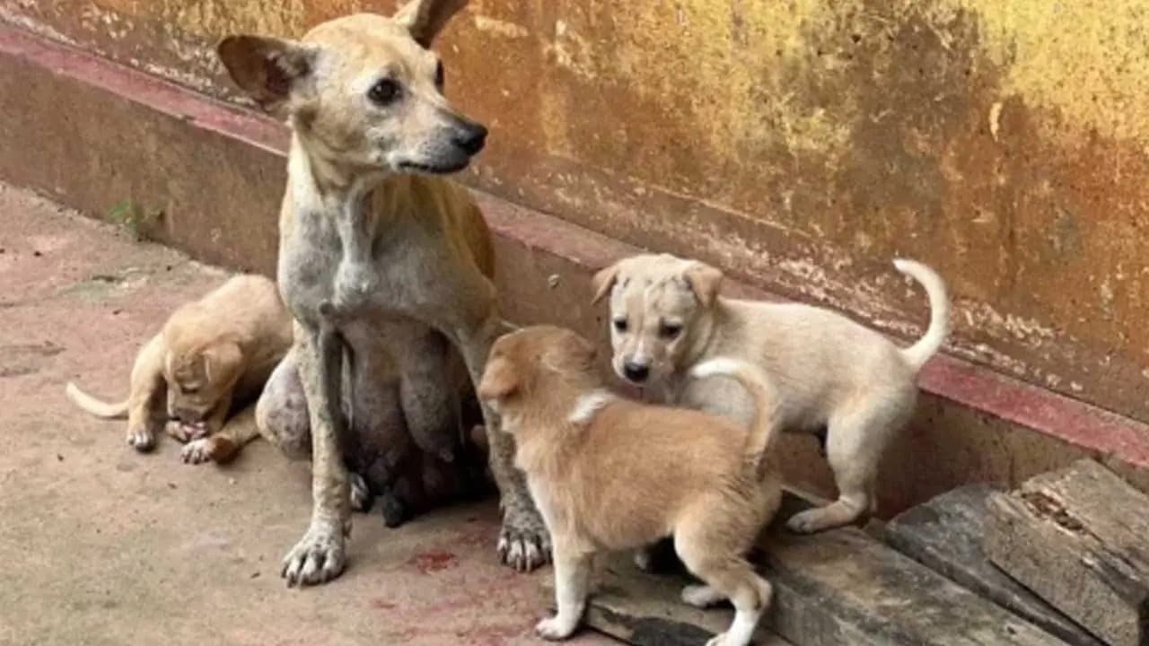 நாய்கள் பதிவு தொடர்பான சட்டமூலத்துக்கு துறைசார் மேற்பார்வைக் குழு அனுமதி!