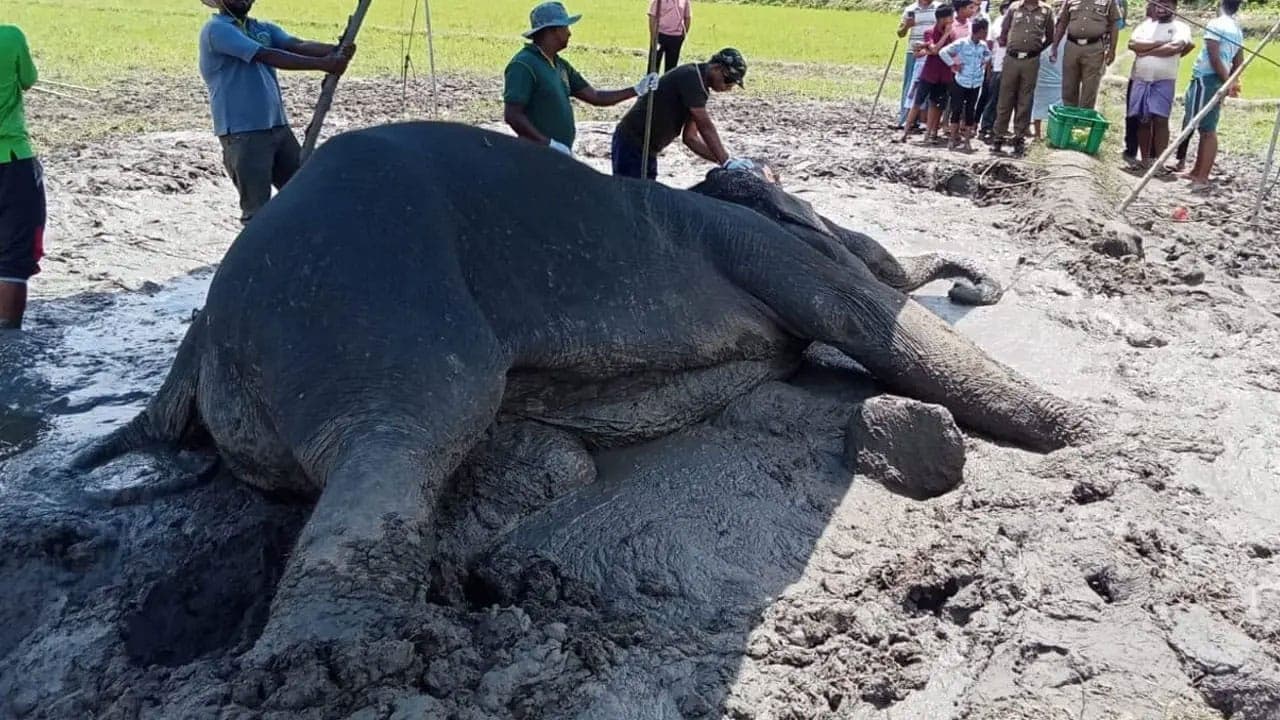 சம்மாந்துறையில் உயிருக்கு போராடும் யானையைக் காப்பாற்ற தீவிர முயற்சி
