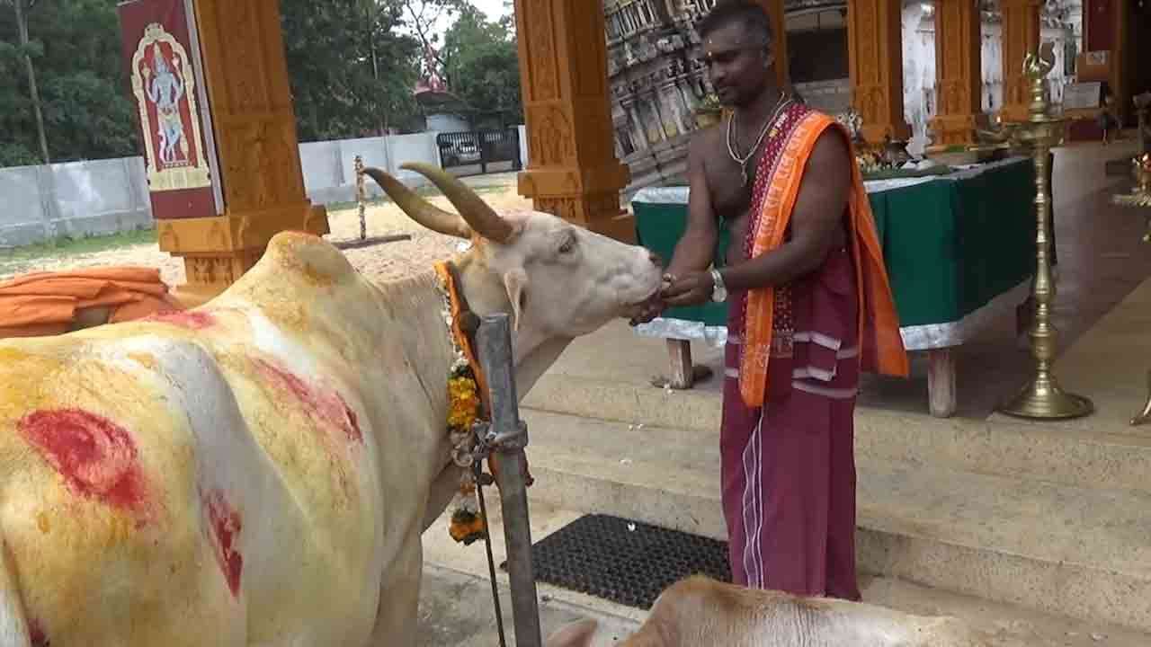 பட்டிப்பொங்கல் தினம்