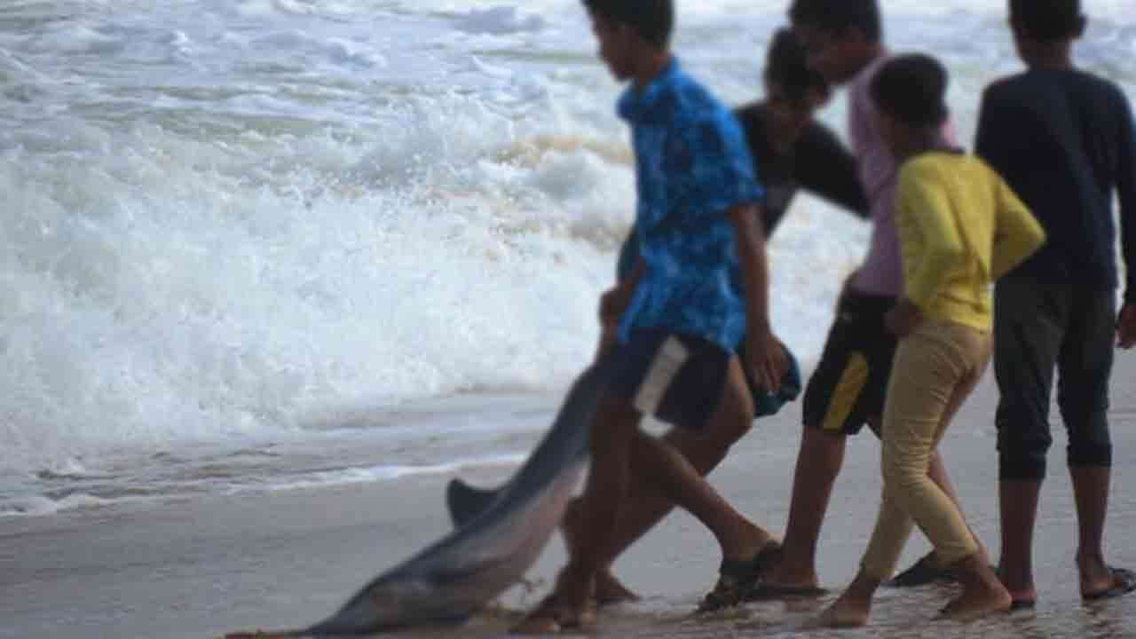 கரை ஒதுங்கிய டொல்பின் மீன்