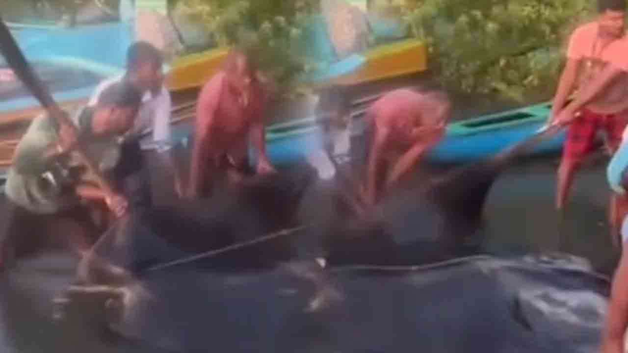 இராட்சத யானைத்திருக்கை மீன்னை பிடித்த மீனவர்கள்