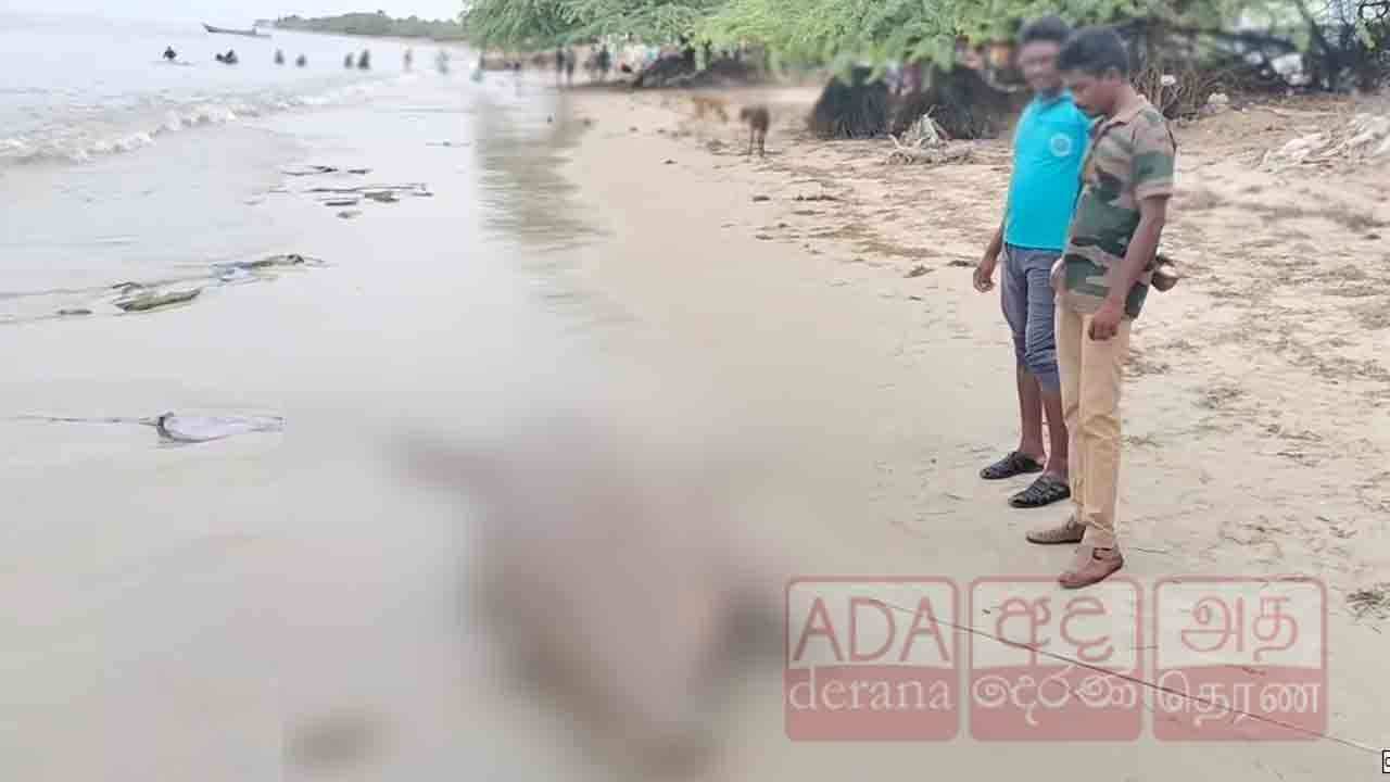 மன்னார் வளைகுடா பகுதியில் கரையொதுங்கிய கடல் பசு!