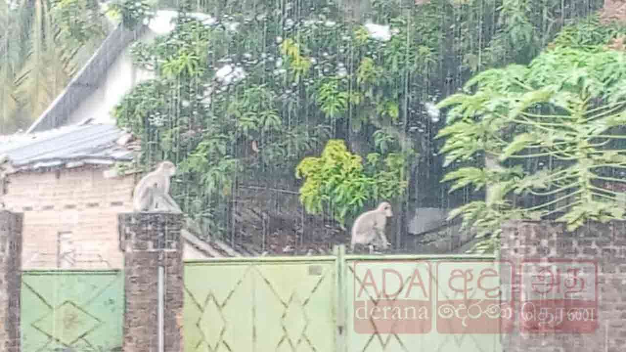 நாளுக்கு நாள் அதிகரிக்கும் குரங்கு தொல்லை!
