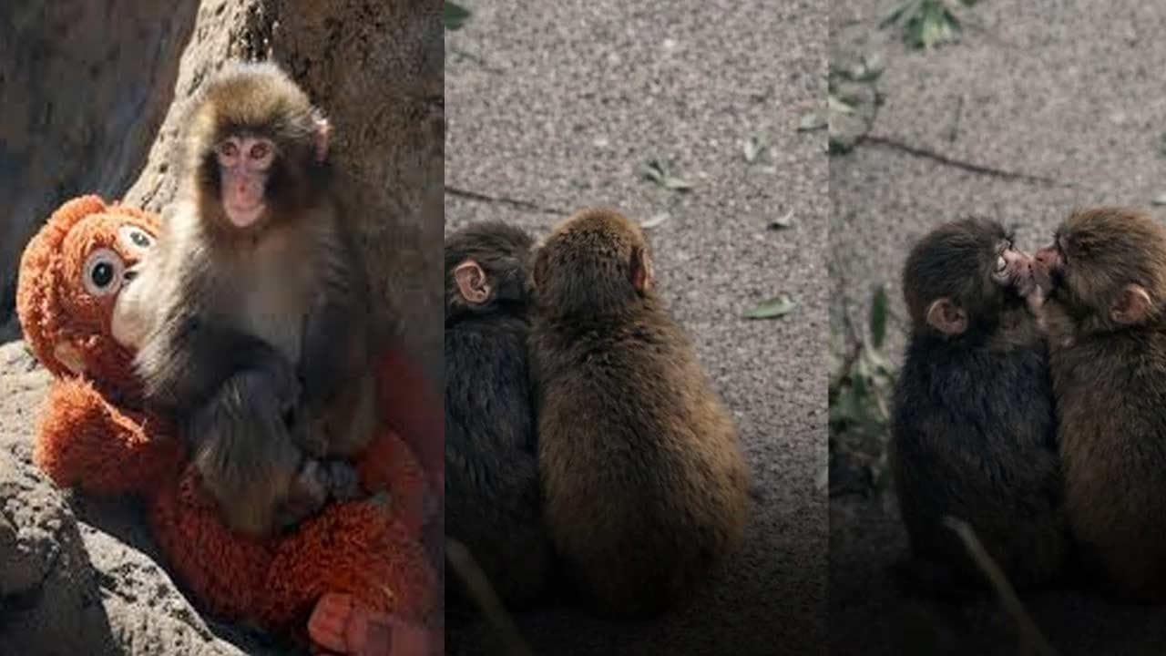 பொம்மையுடன் விளையாடியவனுக்கு பெண் கிடைத்தது!