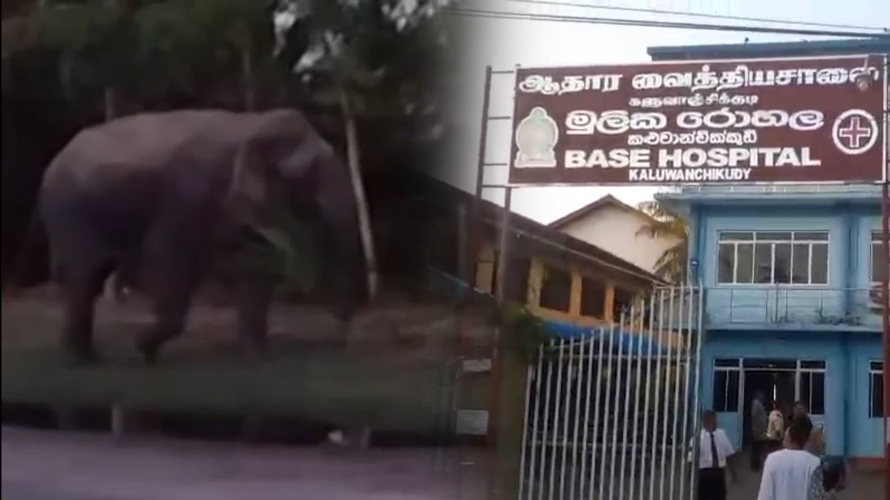 வைத்தியசாலைக்குள் புகுந்த காட்டு யானை!