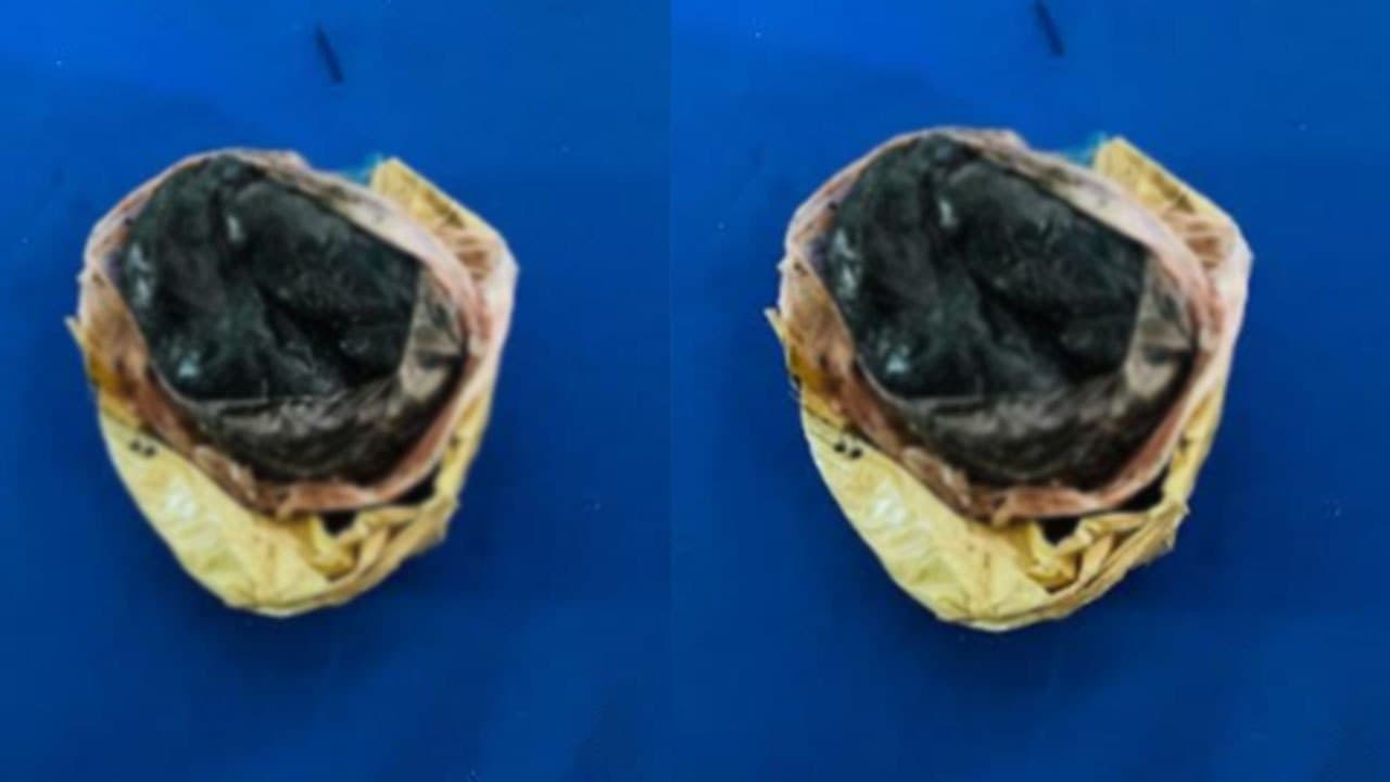 யாழ் - நாகர்கோவில் காட்டுப்பகுதியில் குஷ் போதைப்பொருள் மீட்பு!