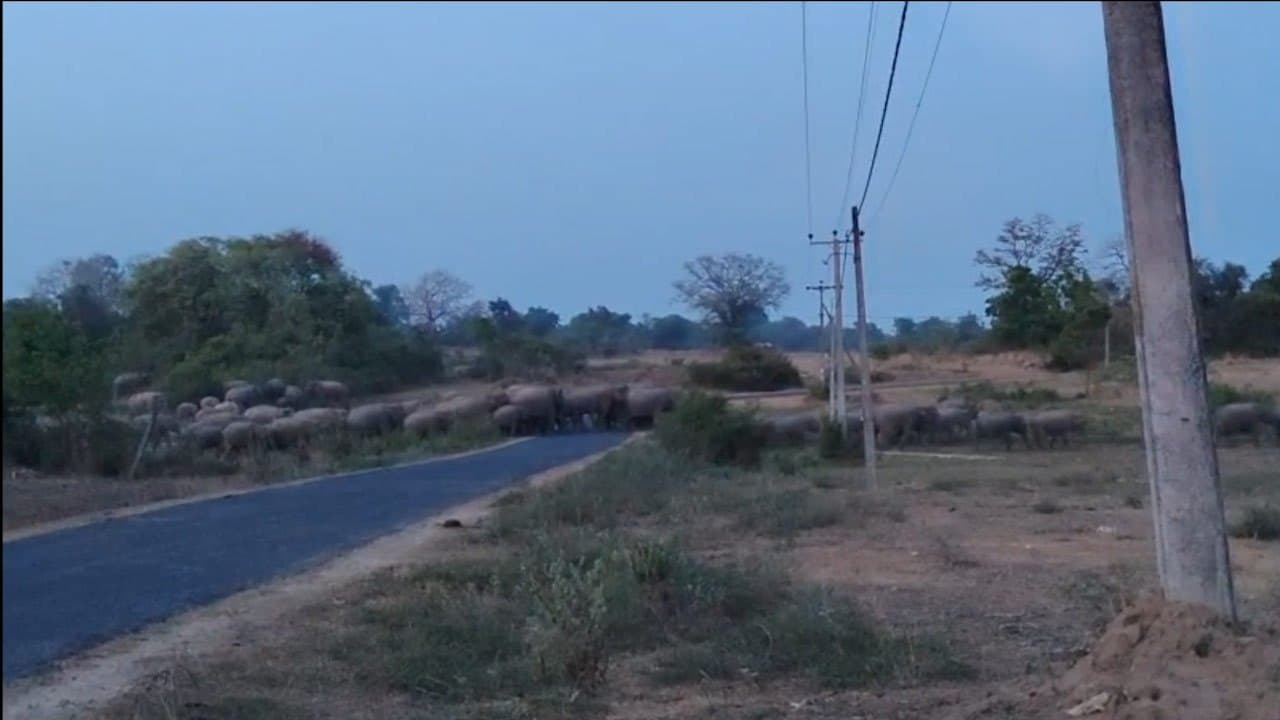 மட்டக்களப்பு - மண்முனை மேற்கில் யானைகள் நடமாட்டம் அதிகரிப்பு
