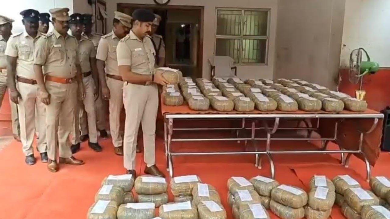 இலங்கைக்கு கடத்தப்படவிருந்த 297 கிலோ கஞ்சா பறிமுதல்