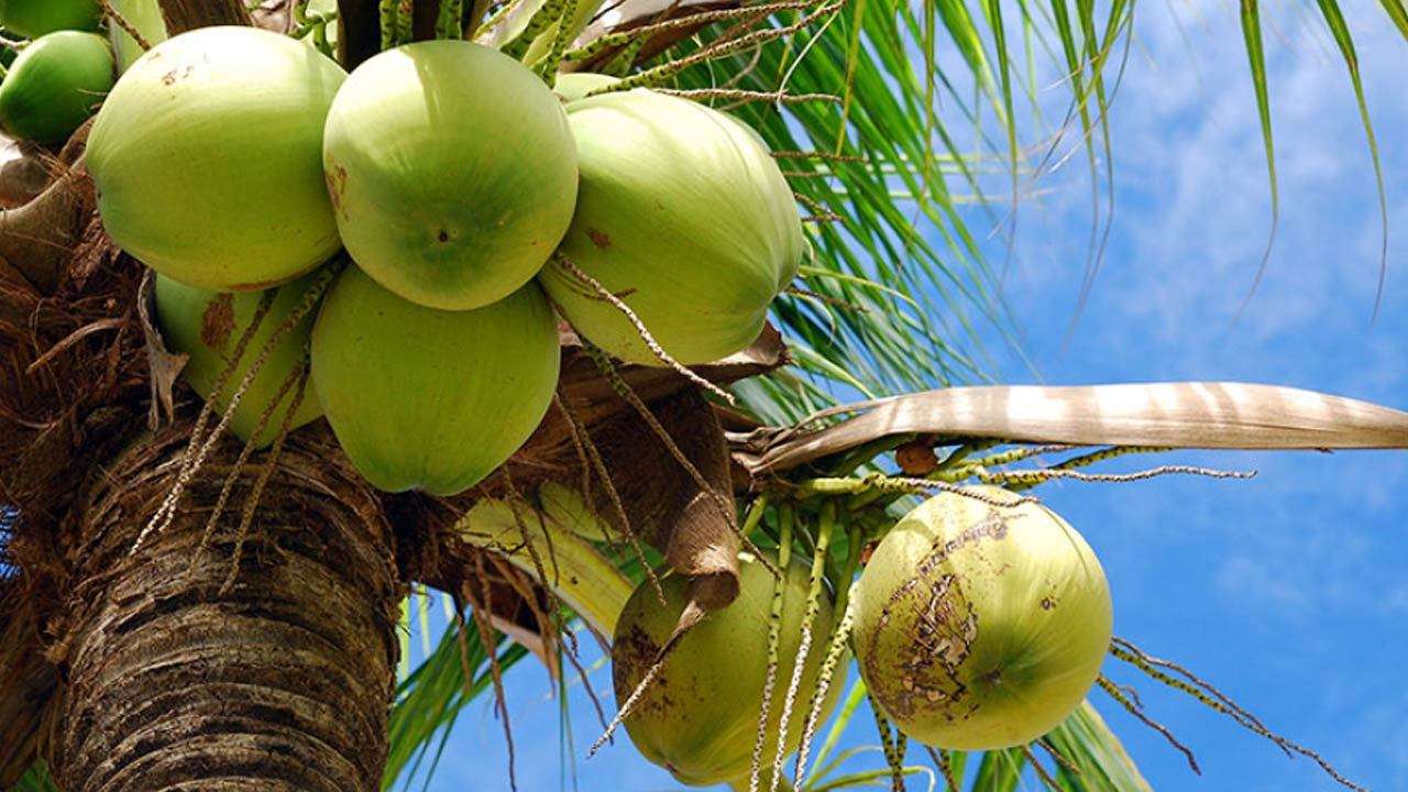 வடக்கு தெங்கு முக்கோண திட்டத்தின் மற்றொரு கட்டம் ஆரம்பம்