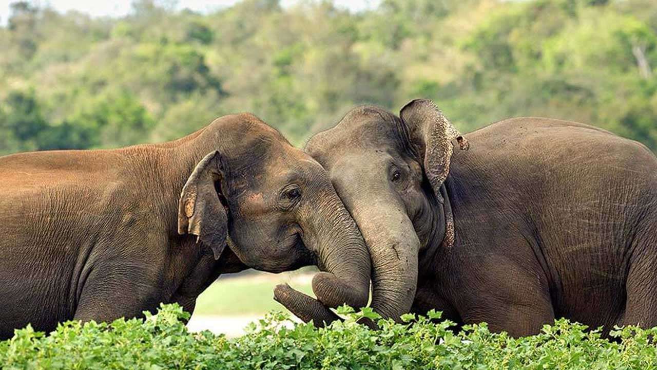 உலக யானைகள் தினம் இன்று