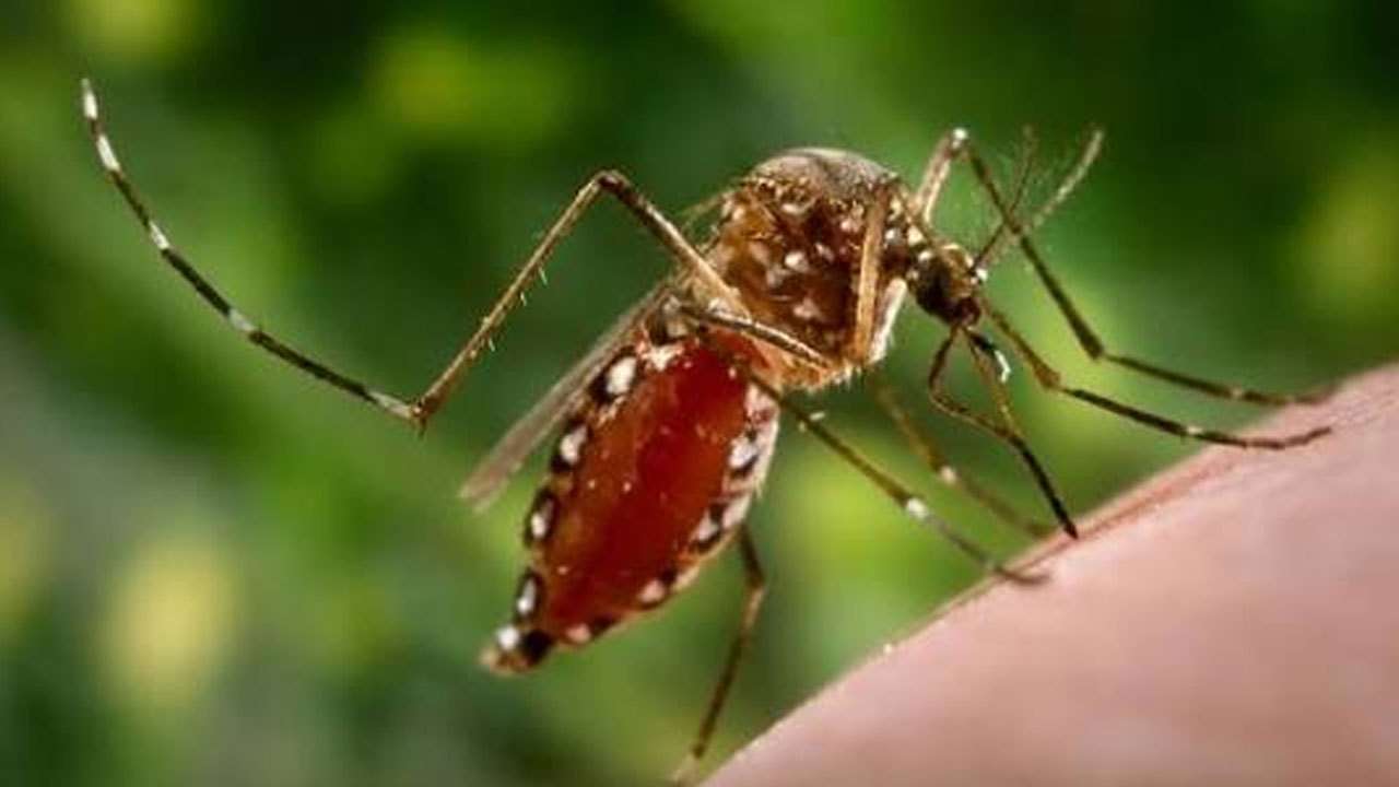91 ஆயிரத்தை கடந்த டெங்கு நோயாளர்கள்
