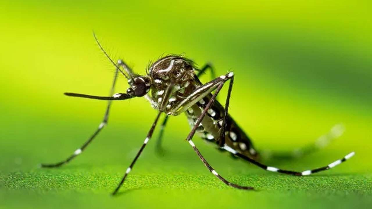 டெங்கு மரணங்களின் எண்ணிக்கை 71 ஆக உயர்வு