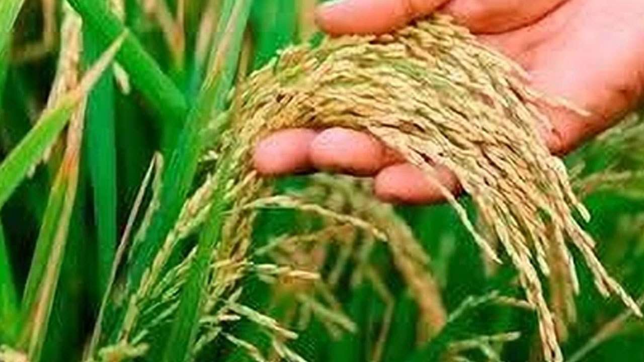 நெல் கொள்வனவுக்கான குறைநிரப்பு பிரேரணை நிறைவேற்றம்