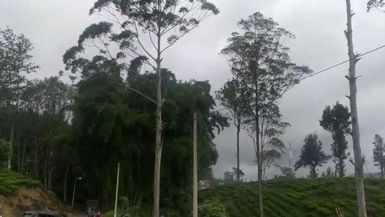 மரத்தில் இருந்து வீழ்ந்தவர் உயிரிழப்பு