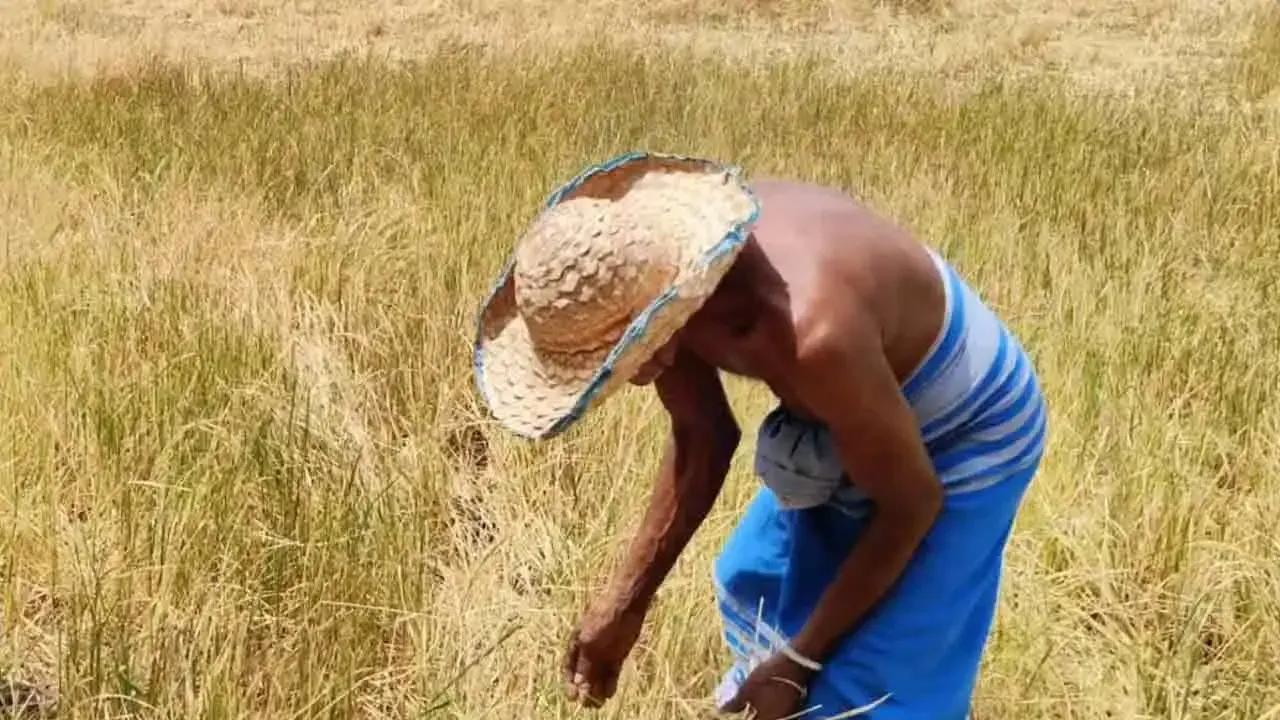 பயிர் இழப்பீட்டுக்காக 3,000 மில்லியன் ரூபா அதிரடி ஒதுக்கீடு!