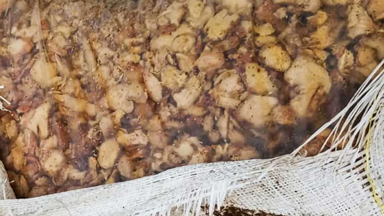 சட்டவிரோதமாக கடத்தப்பட்ட பெருந்தொகையான இஞ்சி மீட்பு