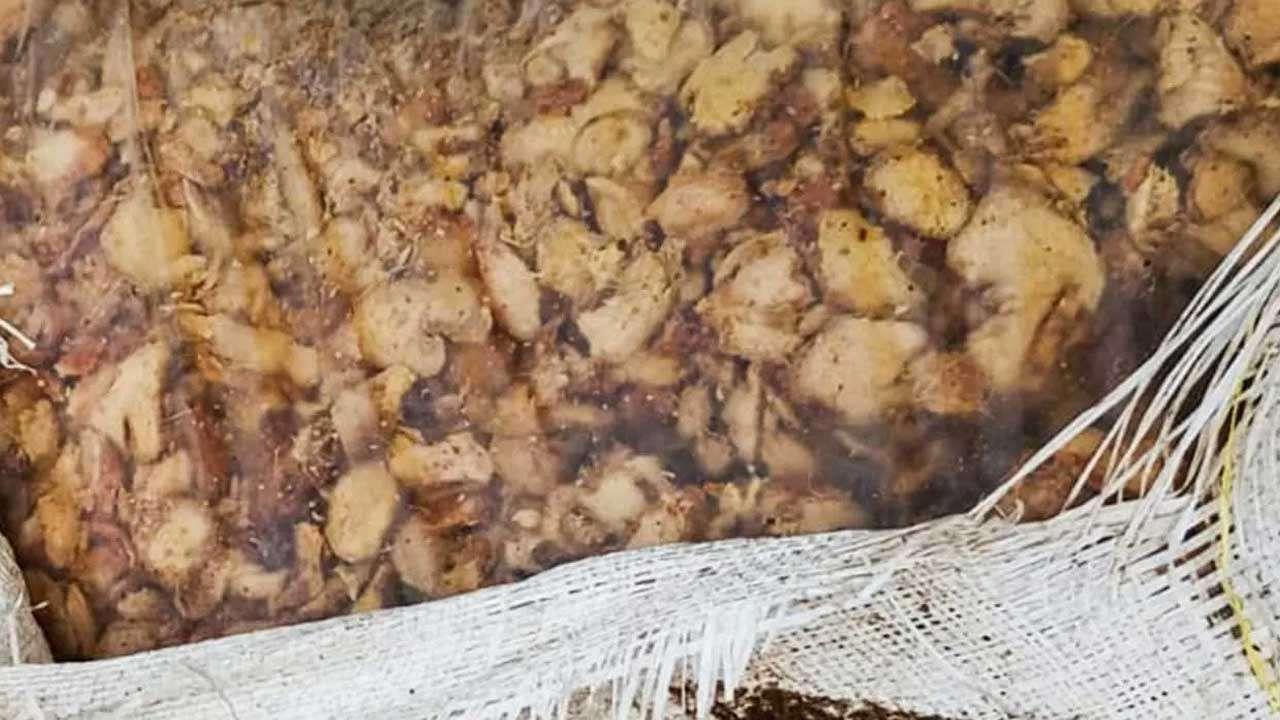 சட்டவிரோதமாக கடத்தப்பட்ட பெருந்தொகையான இஞ்சி மீட்பு