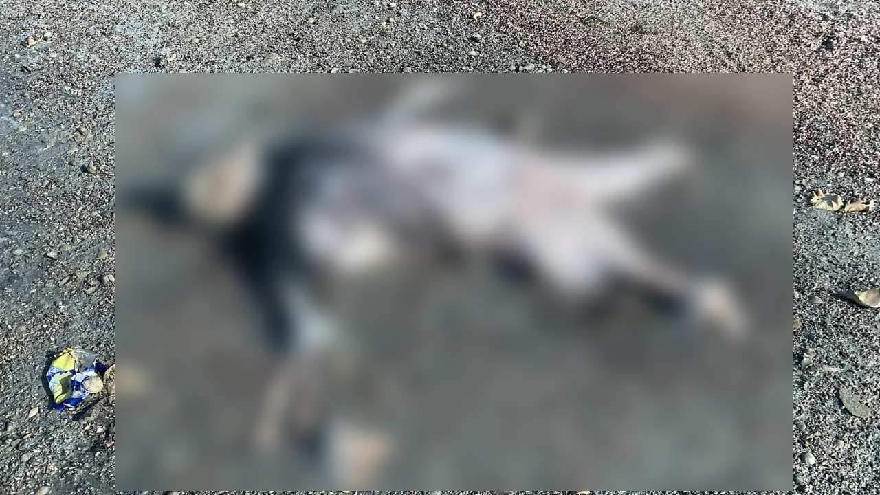 புங்குடுதீவு பகுதியில் உருக்குலைந்த நிலையில் காணப்படும் சடலம்!