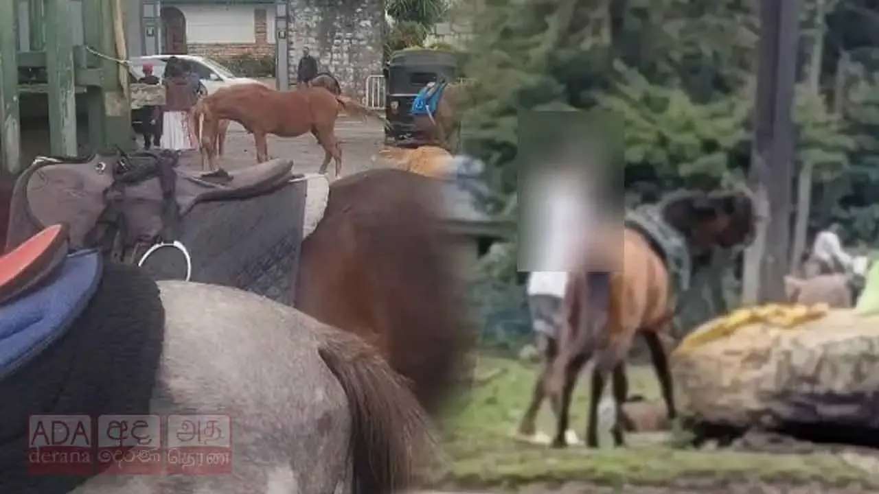 கிரிகரி ஏரி அருகே போனி குதிரையைத் தாக்கிய இளைஞர் கைது!