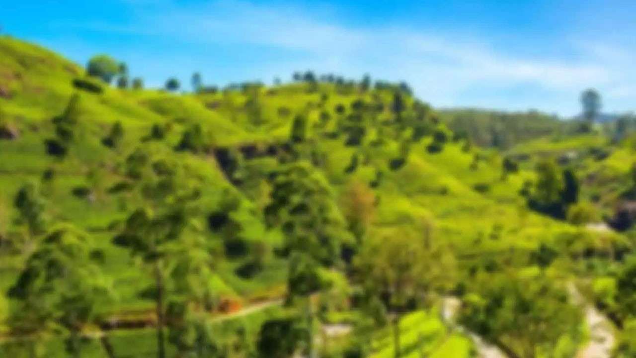 நுவரெலியாவில் 1,500 ஹெக்டயார் வனப்பகுதியை பாதுகாக்க வர்த்தமானி