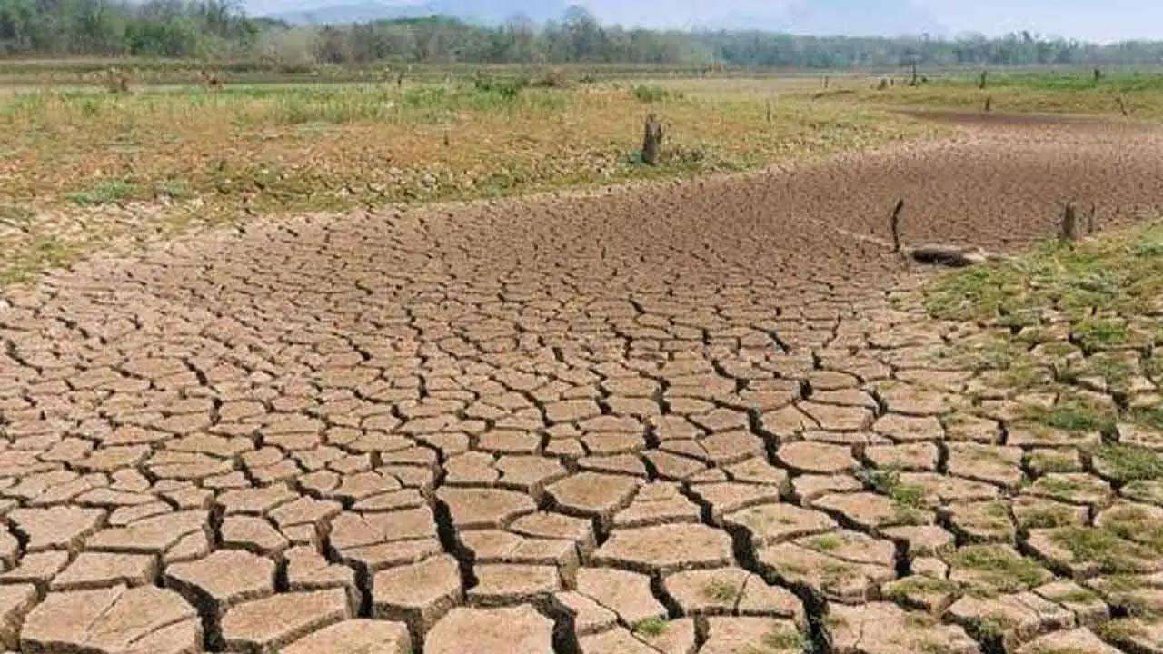 வறட்சியான வானிலையால் ஏற்பட்டுள்ள பயிர்ச் சேதம் குறித்த தகவல்கள்