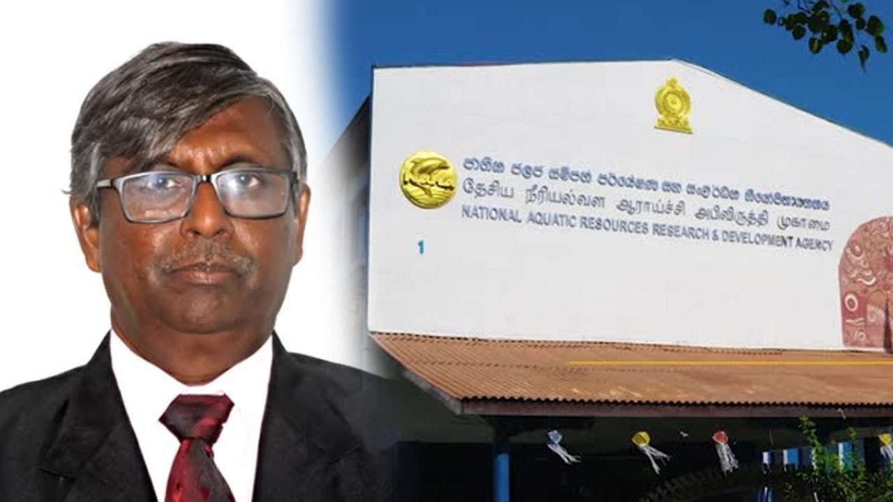 தற்போதைய மீன் விலை உயர்வுக்கு எல் நினோ காரணமல்ல