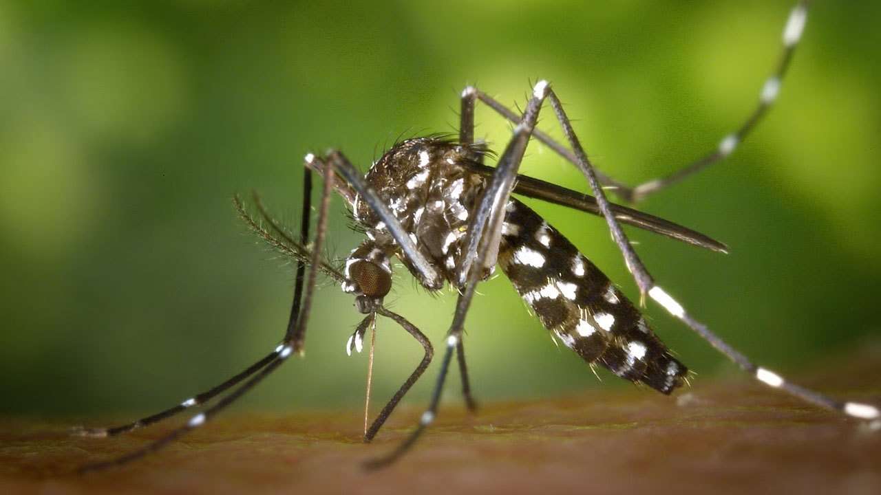டெங்கு அபாயம் இன்னும் விலகவில்லை - அவதானம் தேவை
