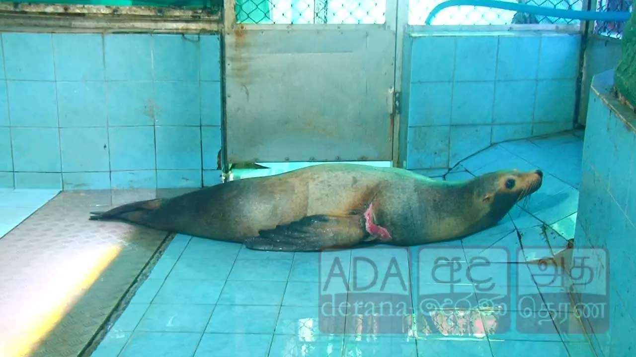 போதம் கடல் சிங்கத்தின் உடல்நிலை சீரடைவு