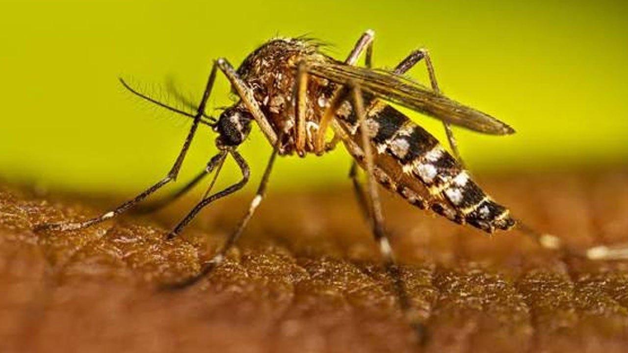 நாட்டில் 96 ஆயிரம் டெங்கு நோயாளர்கள் அடையாளம்