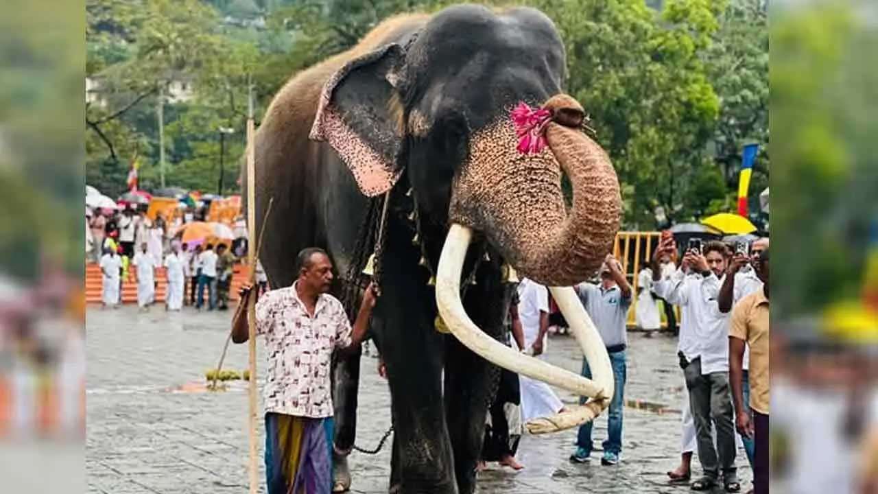கதிர்காம வாசனா யானை தொடர்பில் எடுக்கப்பட்ட தீர்மானம்