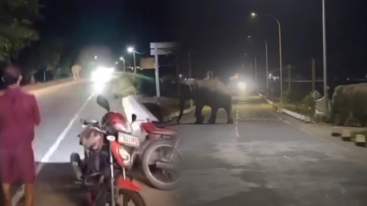 அம்பாறையில் குடியிருப்புப் பகுதிக்குள் புகும் யானைகள்!