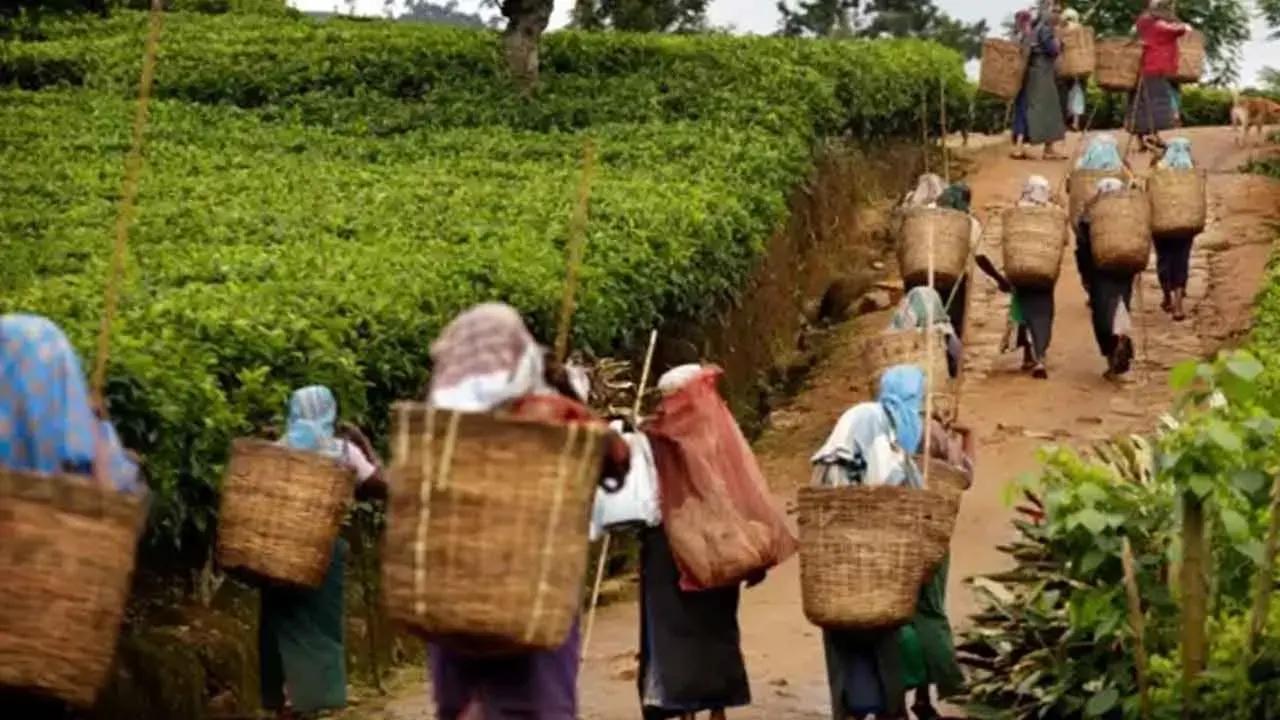 மலையக மக்களுக்கு மகிழ்ச்சியான செய்தி!