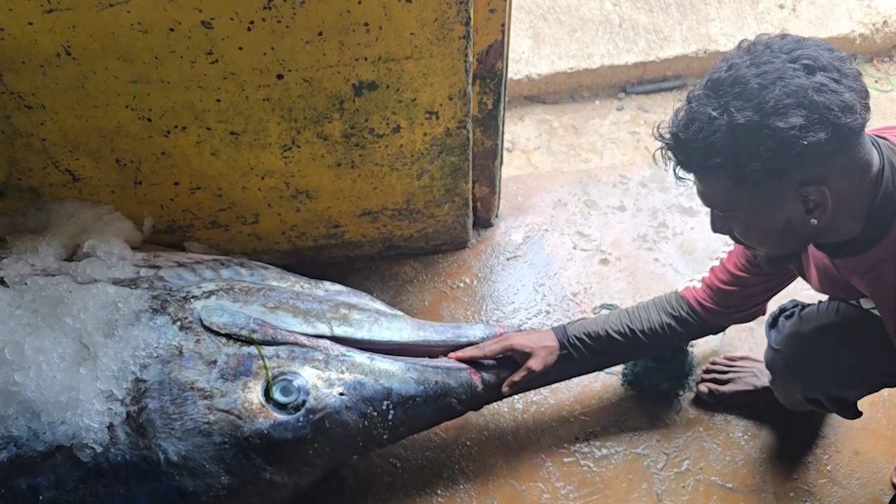 மீனவர்கள் வலையில் சிக்கிய 300 கிலோ பிரம்மாண்ட ‘கொப்பரா’ மீன்!